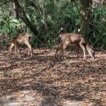 Deer-Fort-Clinch