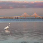 Fort-DeSoto-Egret