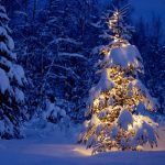 Beautiful-Christmas-Trees-32