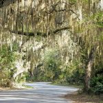 Fort-Clinch-Canopy-Road