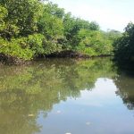 Fort-DeSoto-Mangroves