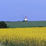 PEI Yellow and lighhouse